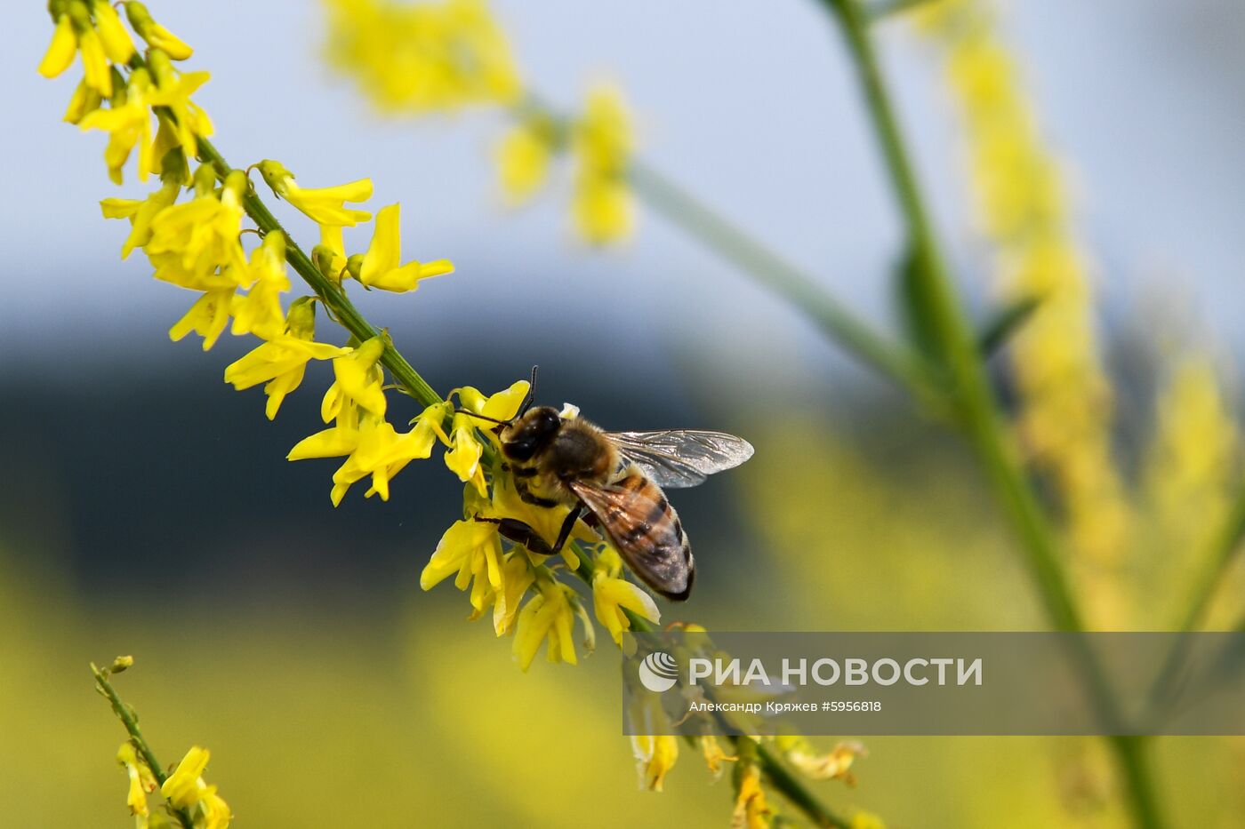 Сельскохозяйственные работы в Новосибирской области