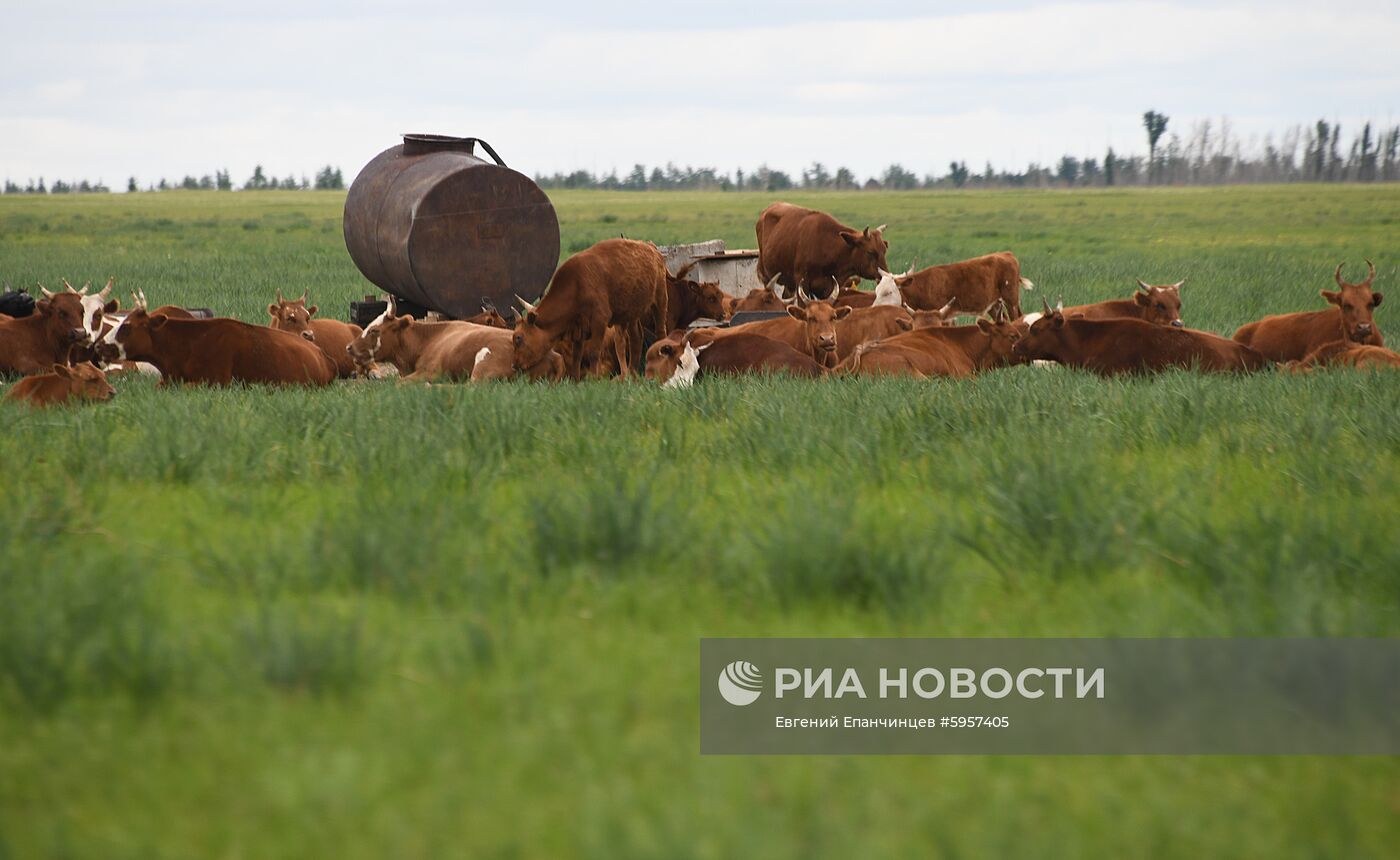 Восстановление чабанских стоянок после пожаров в Забайкалье