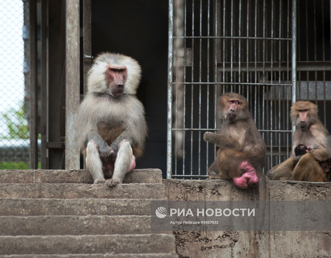 Научно-исследовательский институт медицинской приматологии