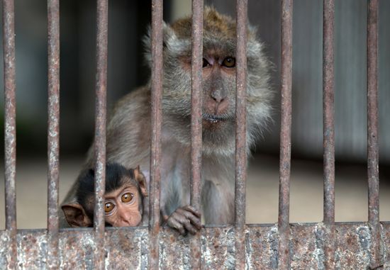 Научно-исследовательский институт медицинской приматологии