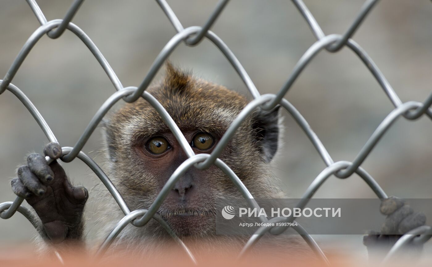 Научно-исследовательский институт медицинской приматологии