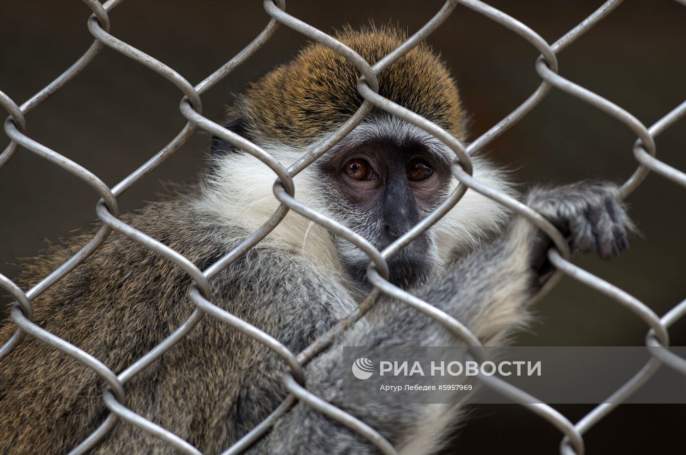 Научно-исследовательский институт медицинской приматологии