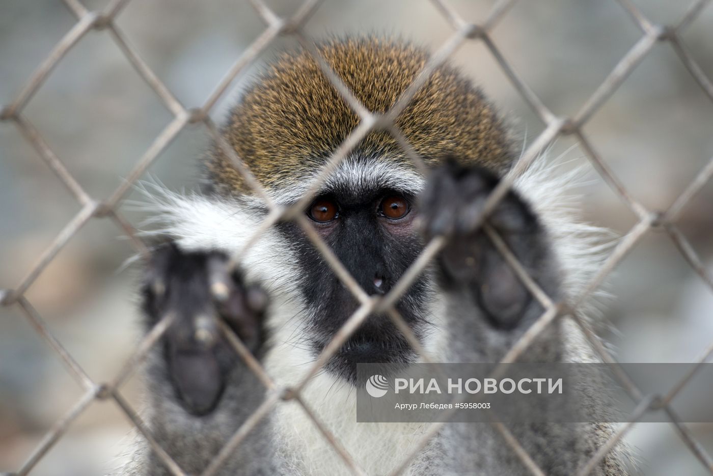 Научно-исследовательский институт медицинской приматологии