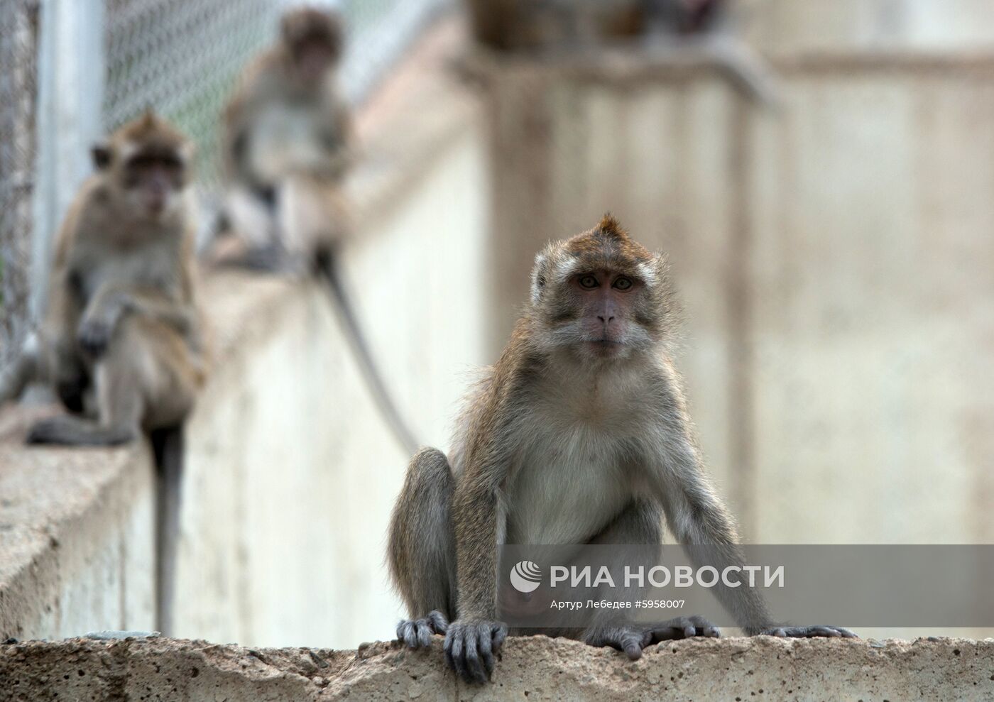 Научно-исследовательский институт медицинской приматологии