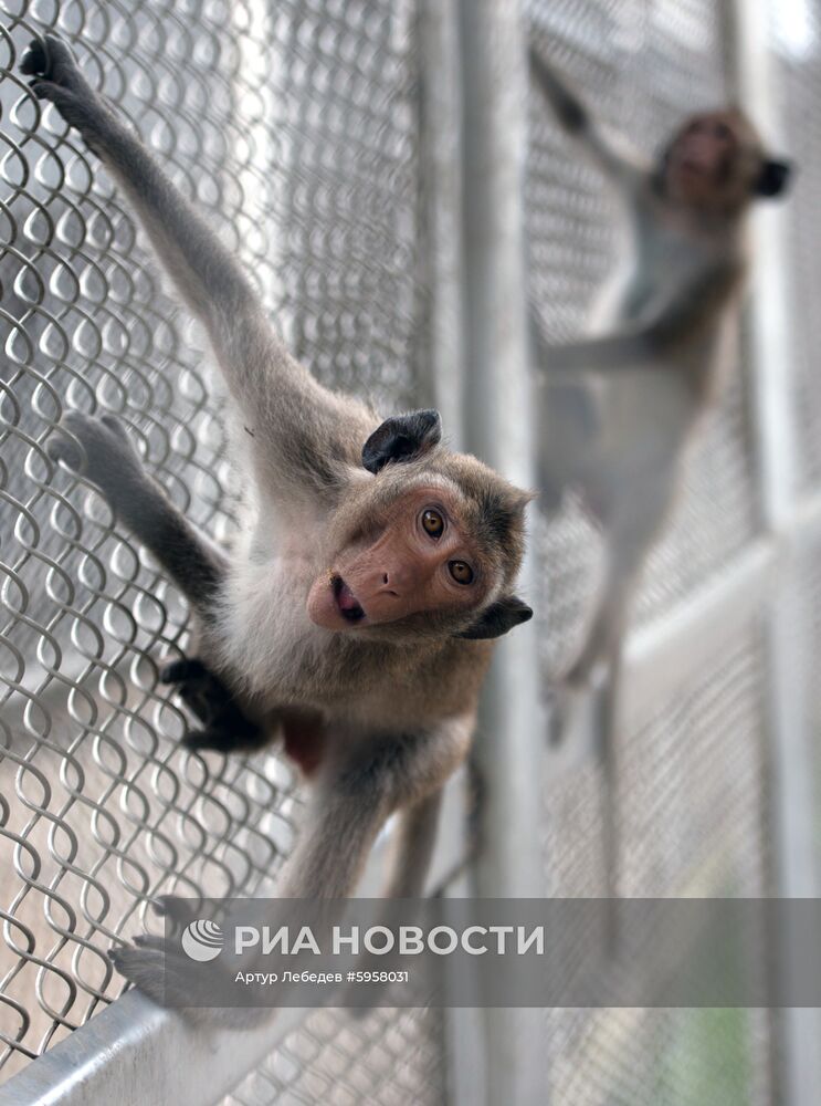 Научно-исследовательский институт медицинской приматологии