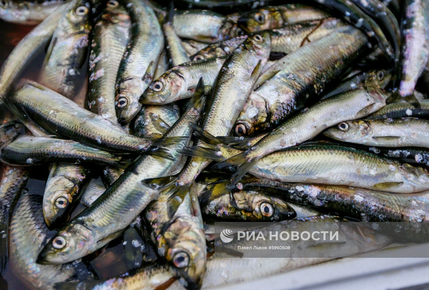 Рыбная ярмарка в Мурманске