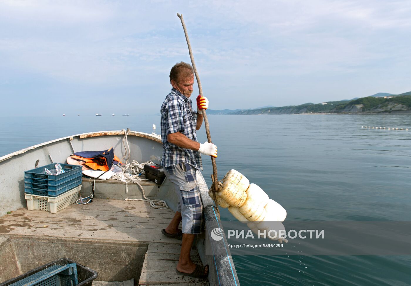 Сбор мидий в Сочи