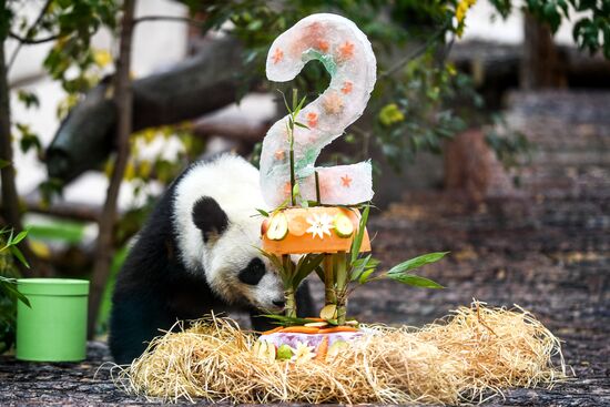 День рождения больших панд в Московском зоопарке