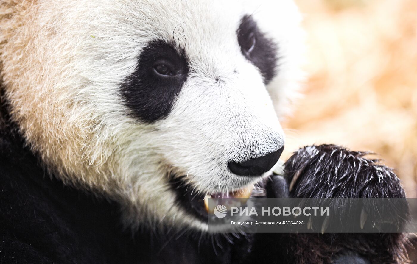 День рождения больших панд в Московском зоопарке