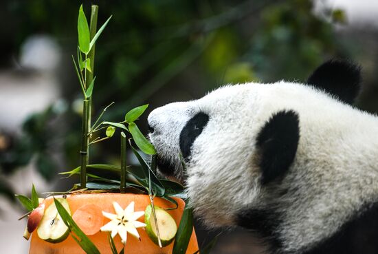 День рождения больших панд в Московском зоопарке