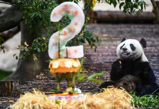 День рождения больших панд в Московском зоопарке