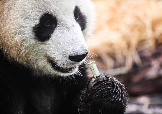 День рождения больших панд в Московском зоопарке