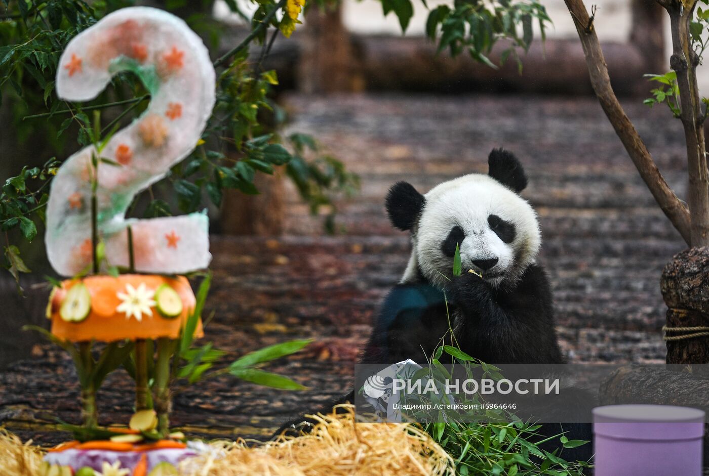 День рождения больших панд в Московском зоопарке