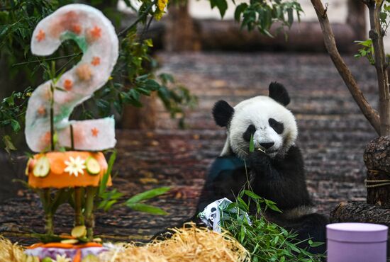 День рождения больших панд в Московском зоопарке