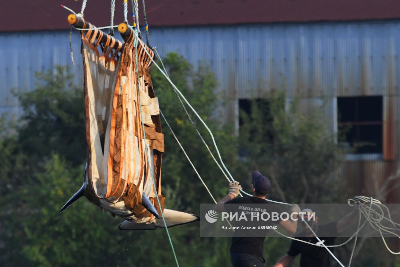 Третий этап выпуска на волю косаток