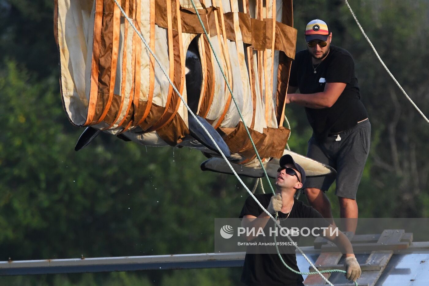 Третий этап выпуска на волю косаток