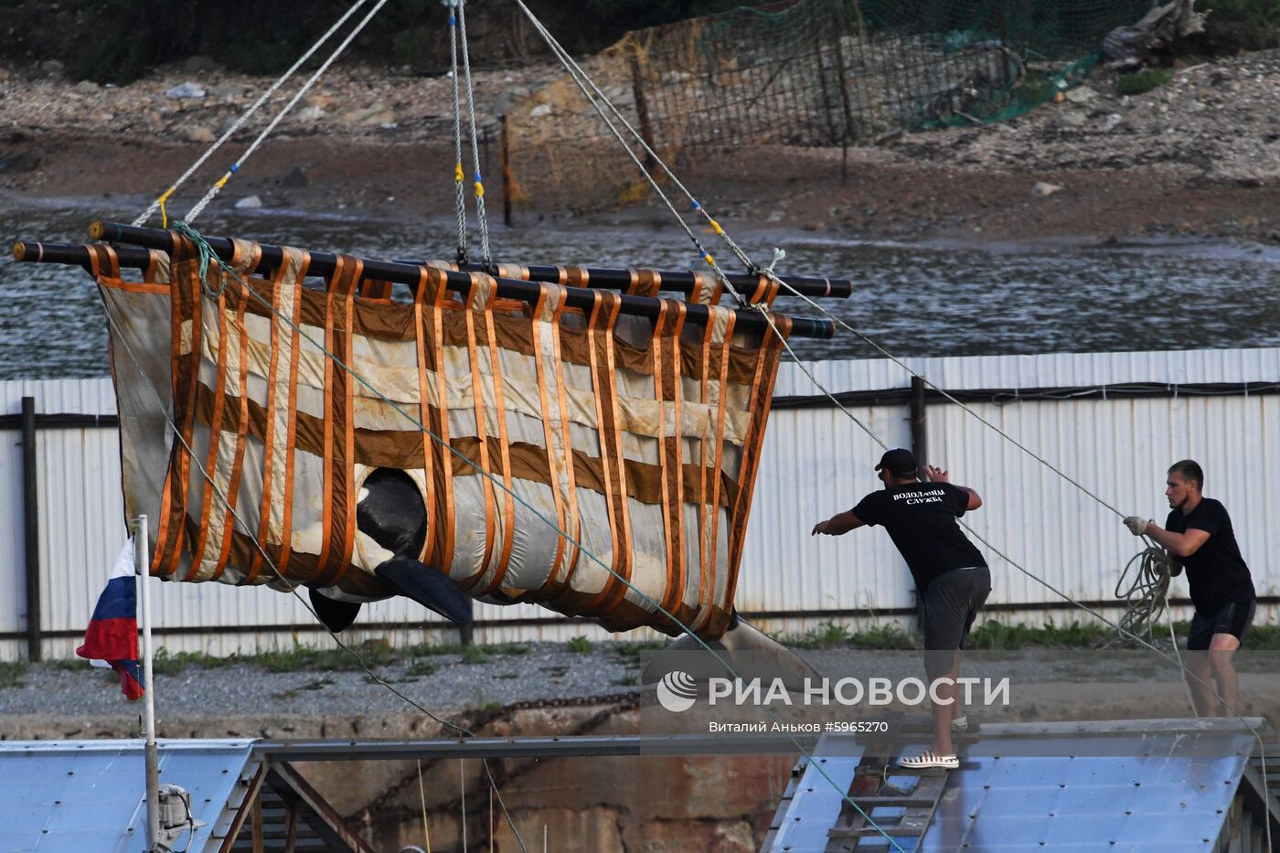 Третий этап выпуска на волю косаток