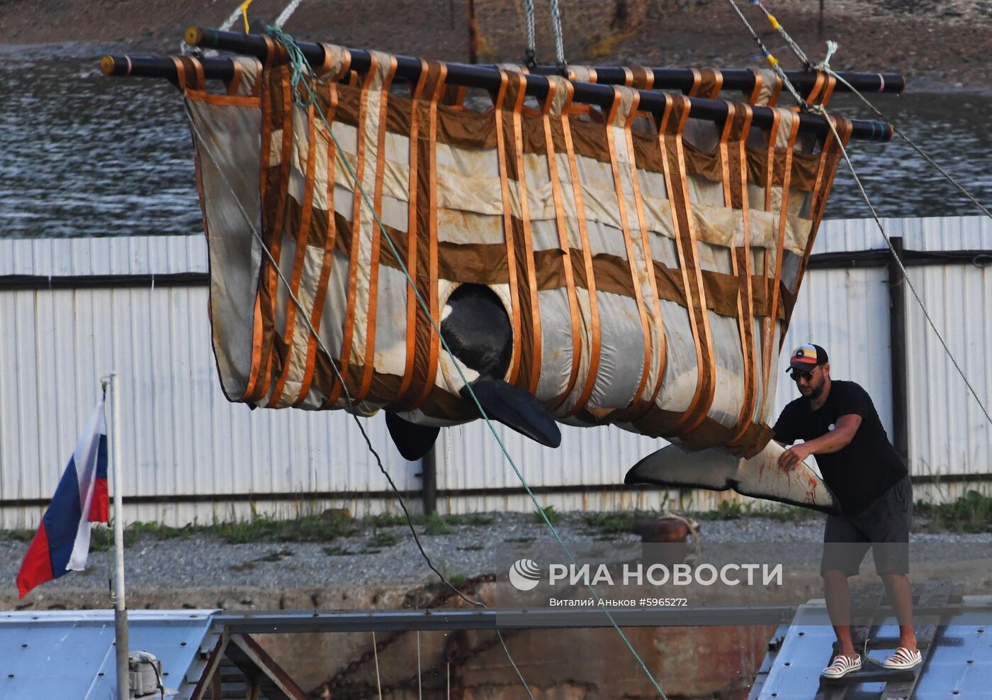 Третий этап выпуска на волю косаток