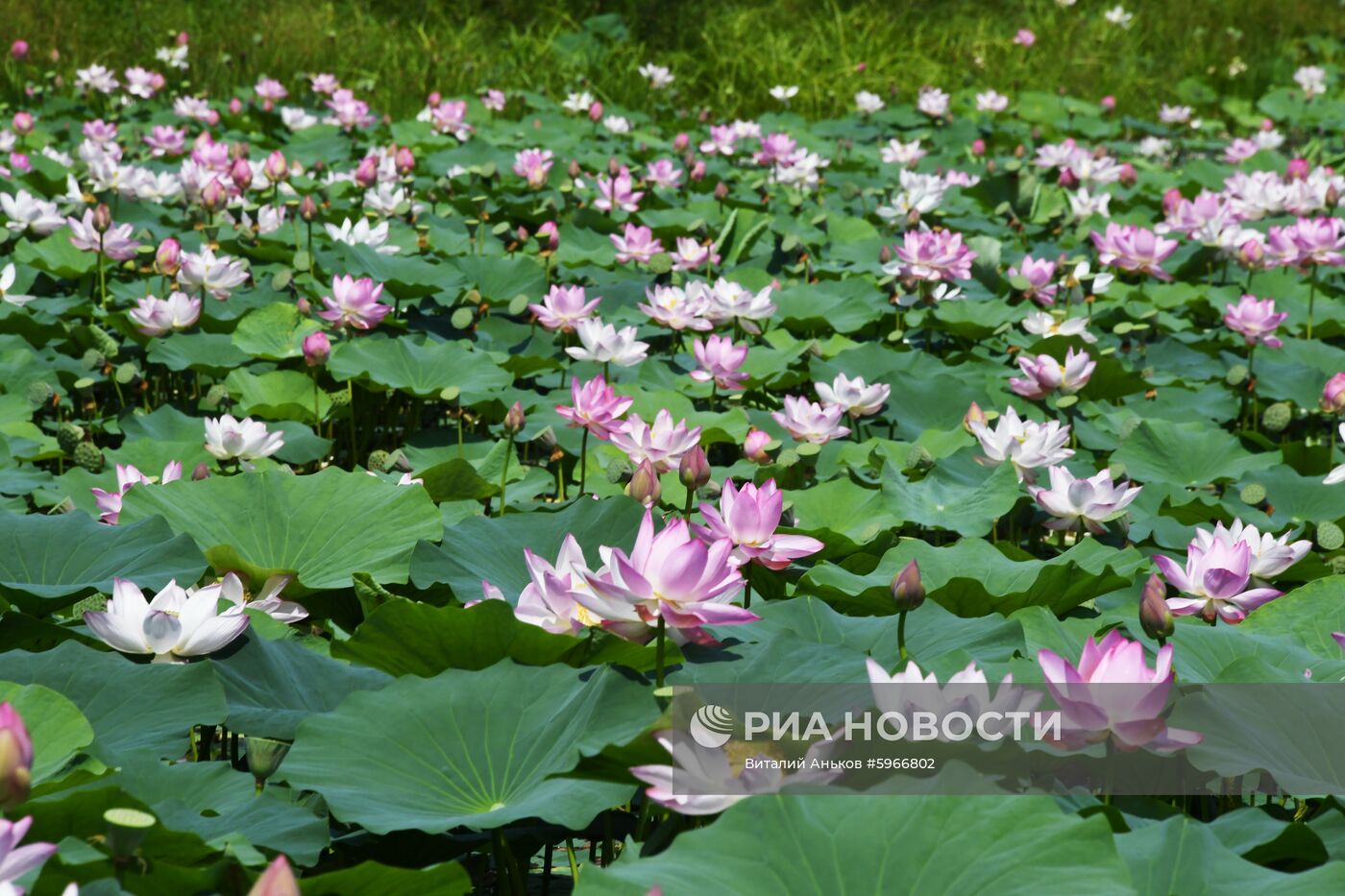 Фестиваль "Лотос-2019" в Приморье