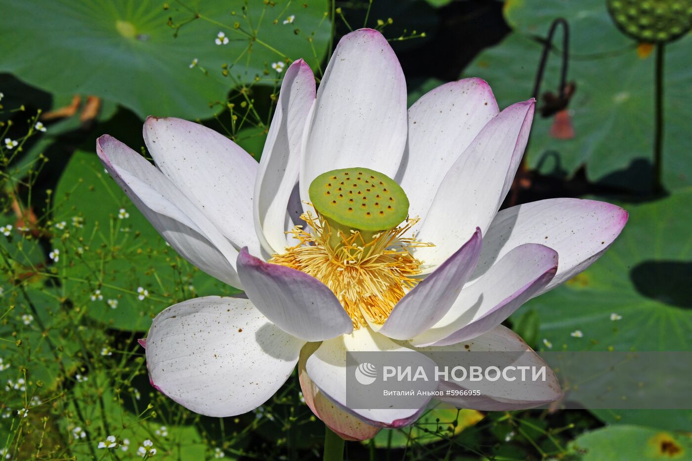 Фестиваль "Лотос-2019" в Приморье