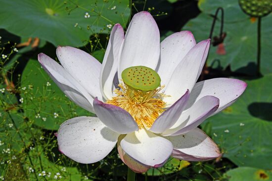 Фестиваль "Лотос-2019" в Приморье   