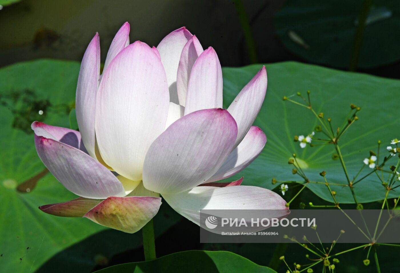 Фестиваль "Лотос-2019" в Приморье