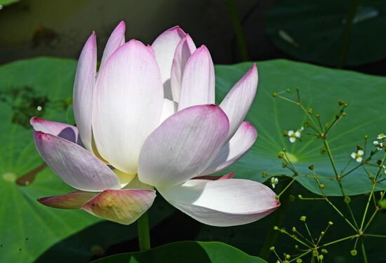 Фестиваль "Лотос-2019" в Приморье   