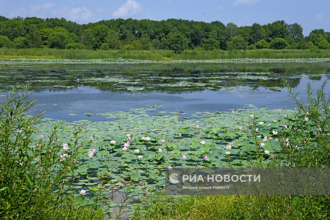 Фестиваль "Лотос-2019" в Приморье   