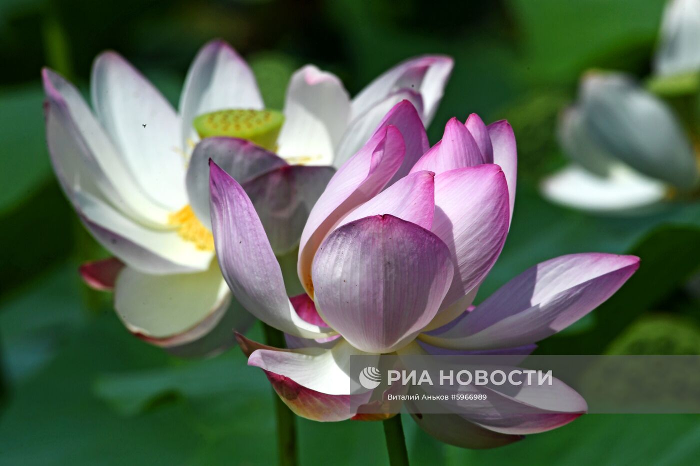 Фестиваль "Лотос-2019" в Приморье