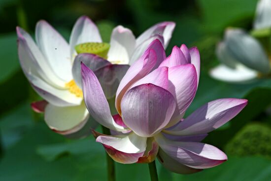 Фестиваль "Лотос-2019" в Приморье   