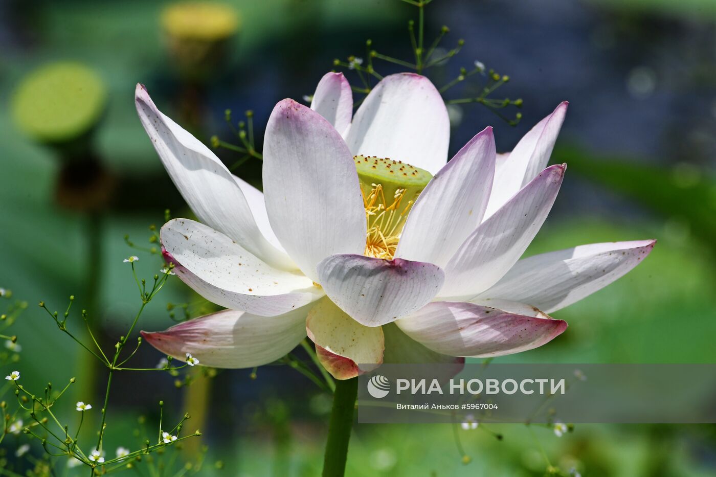 Фестиваль "Лотос-2019" в Приморье