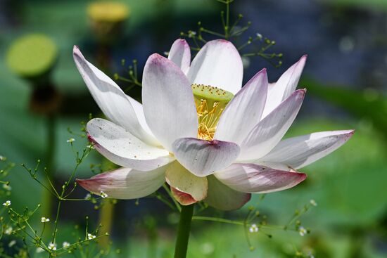 Фестиваль "Лотос-2019" в Приморье   