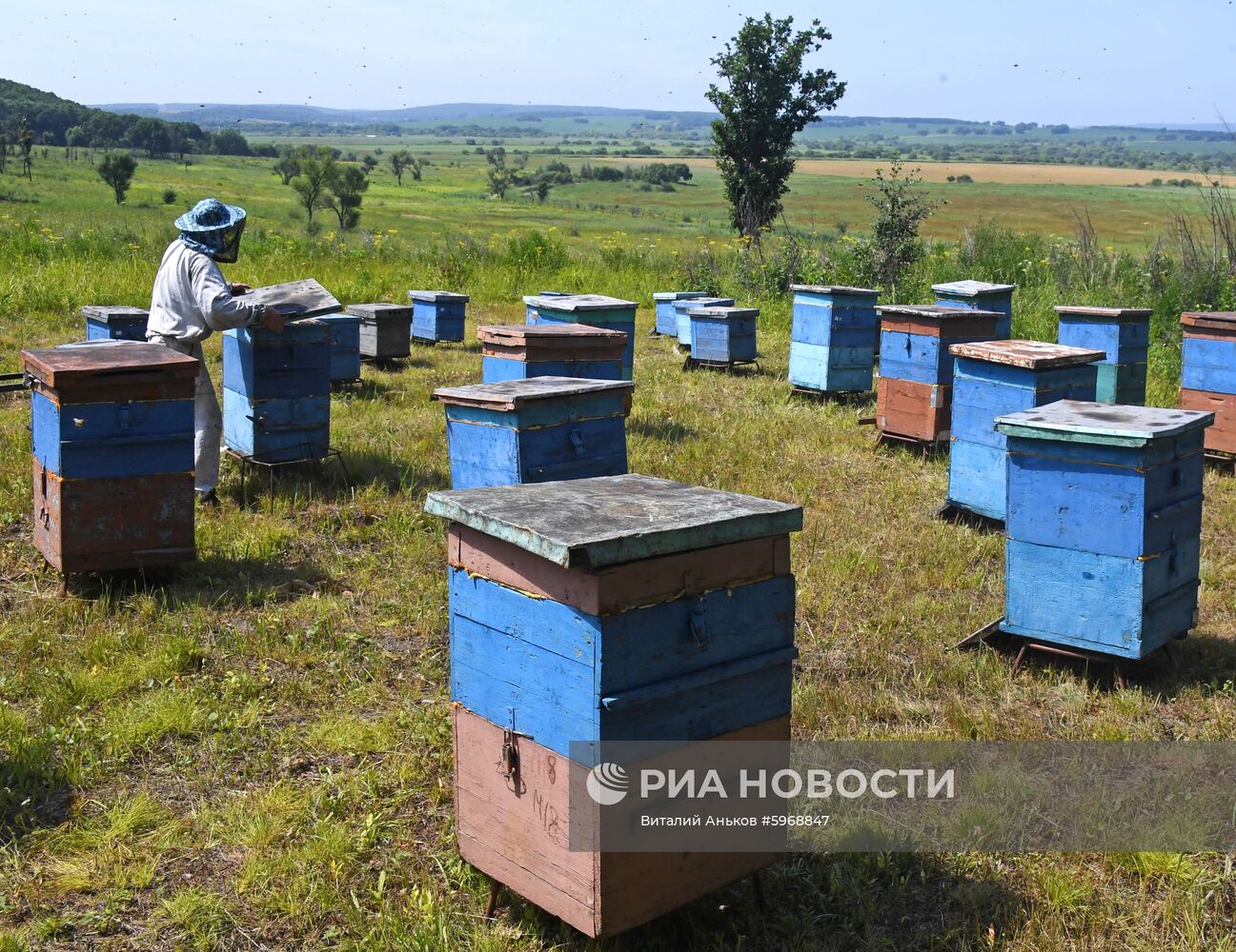 Пасека в Приморском крае