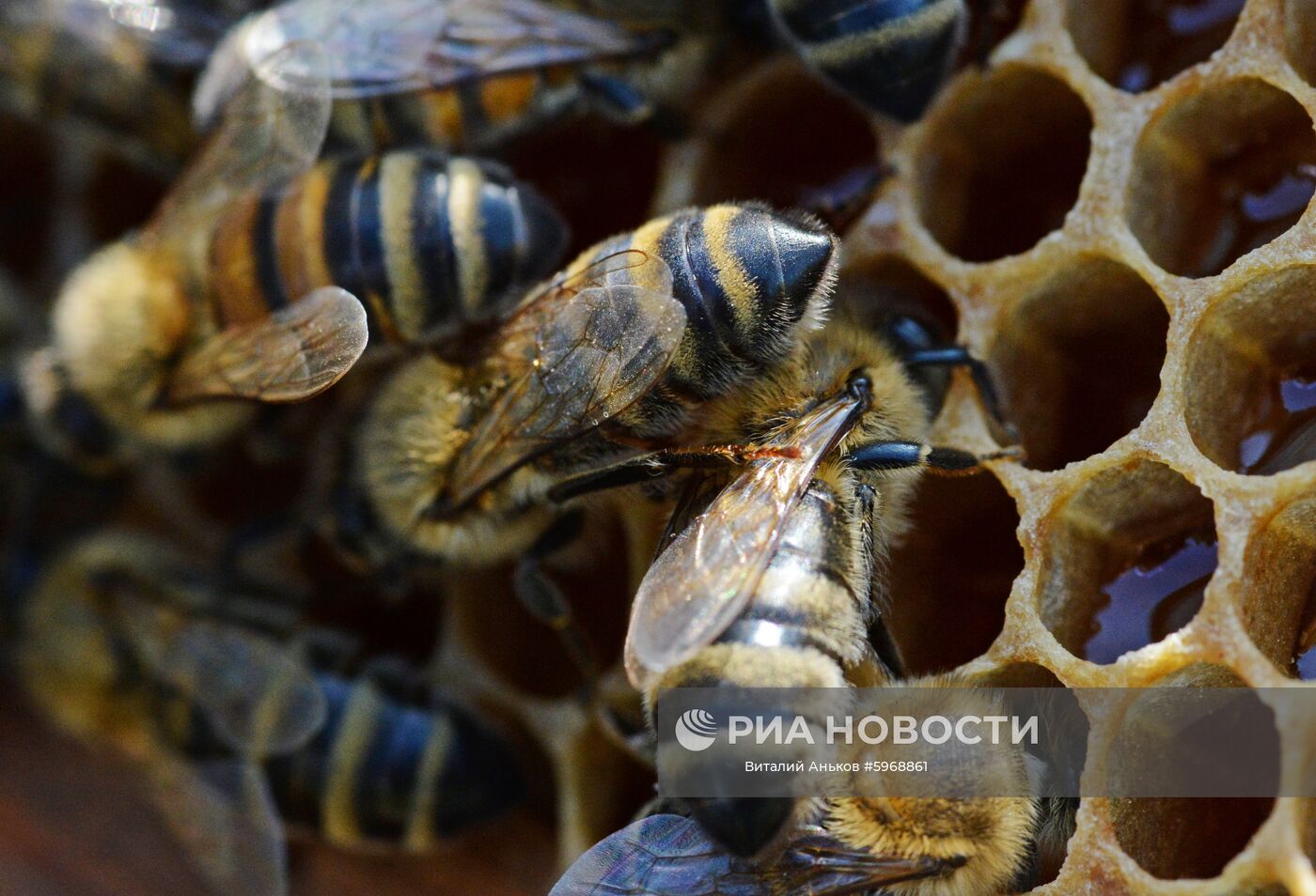 Пчелы на сотах на пасеке в окрестностях села Раковка в Приморском крае. Место: Россия, Приморский край. Автор: Виталий Аньков/РИА Новости. Пасека в Приморском крае