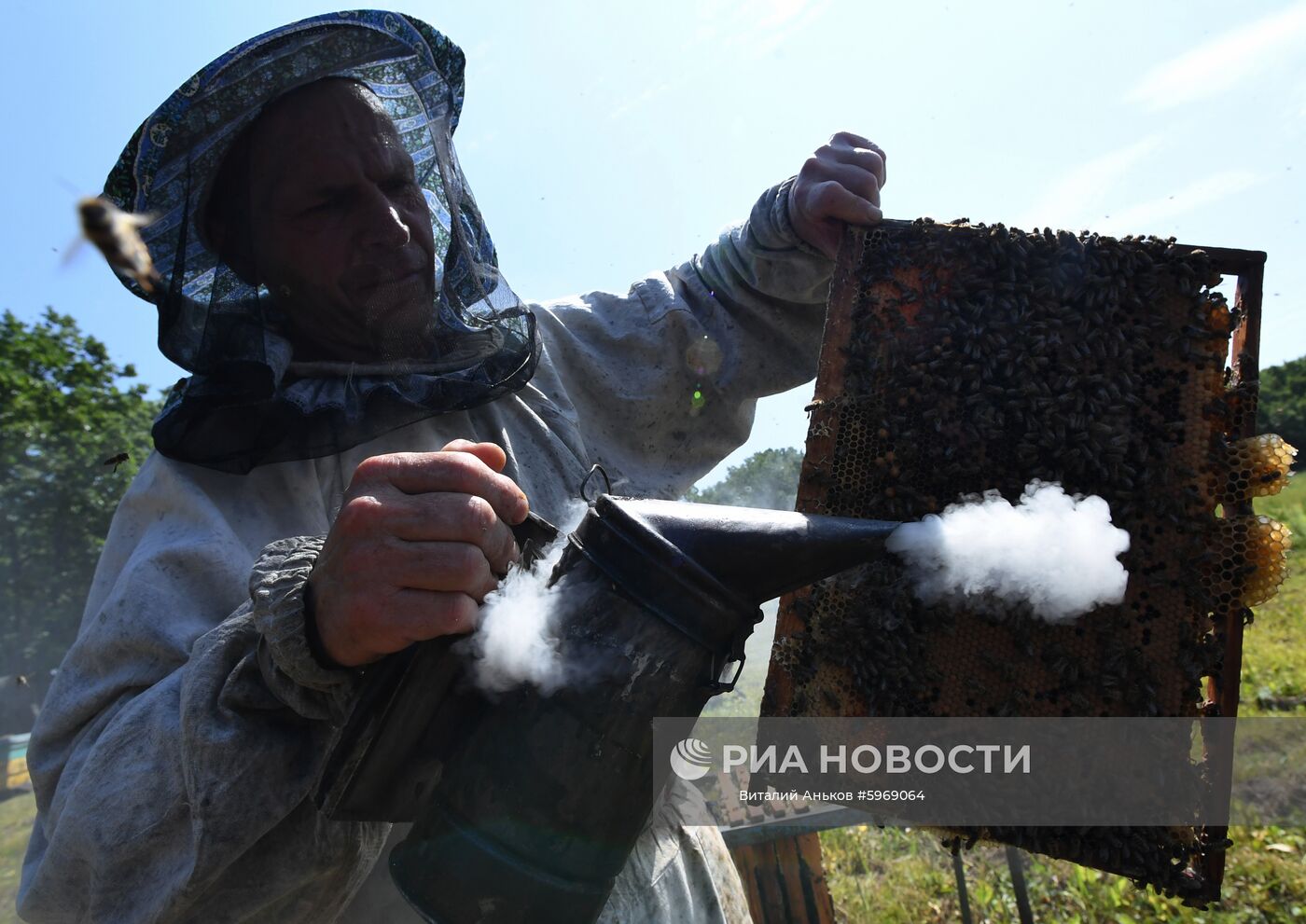 Пчеловод Сергей Пальчук обкуривает рамку с сотами при помощи дымаря на пасеке в окрестностях села Раковка в Приморском крае. Место: Россия, Приморский край. Автор: Виталий Аньков/РИА Новости. Пасека в Приморском крае