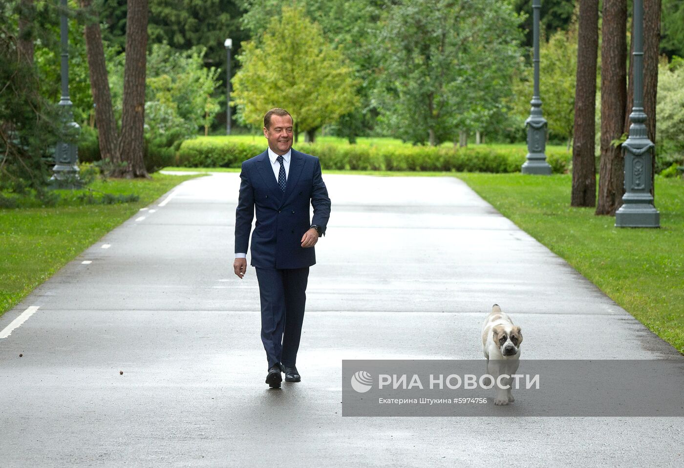 Прогулка премьер-министра РФ Д. Медведева с алабаем Айком