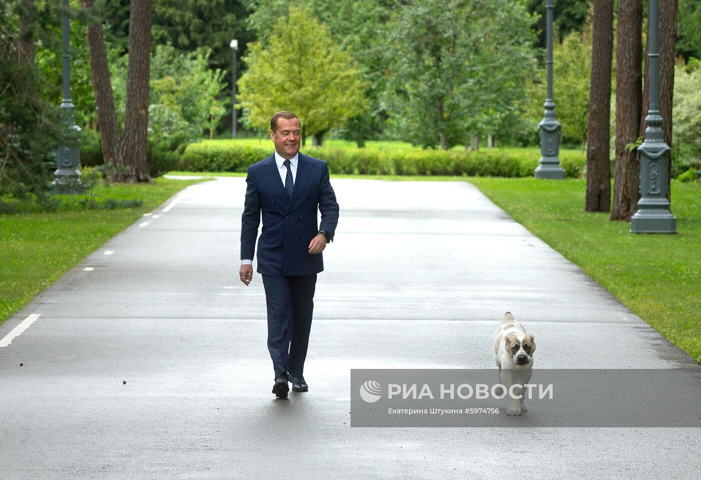 Прогулка премьер-министра РФ Д. Медведева с алабаем Айком 