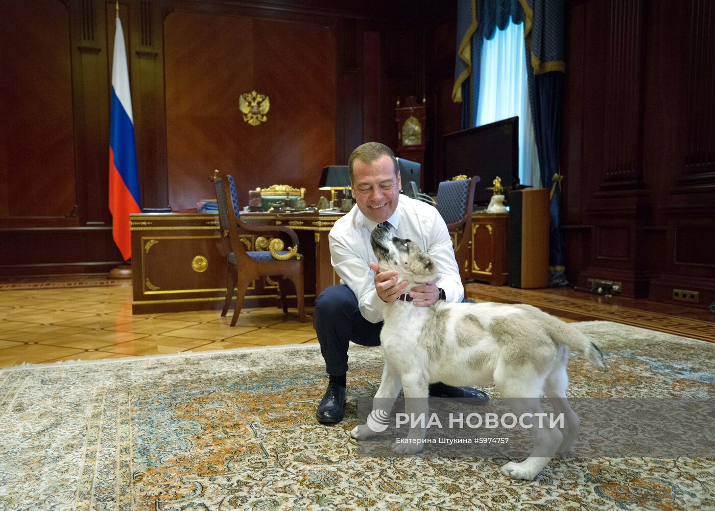 Прогулка премьер-министра РФ Д. Медведева с алабаем Айком 
