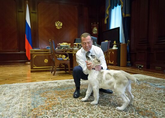 Прогулка премьер-министра РФ Д. Медведева с алабаем Айком 