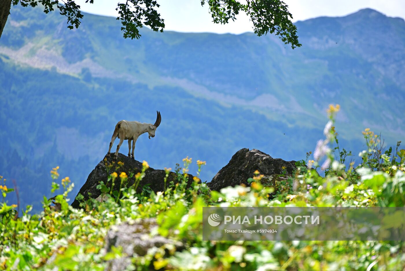 Рицинский реликтовый национальный парк в Абхазии