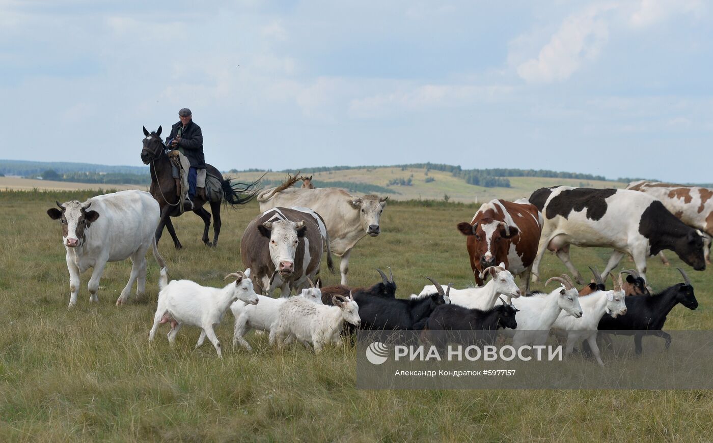 Крестьянское хозяйство "Хлебинка" в Челябинской области