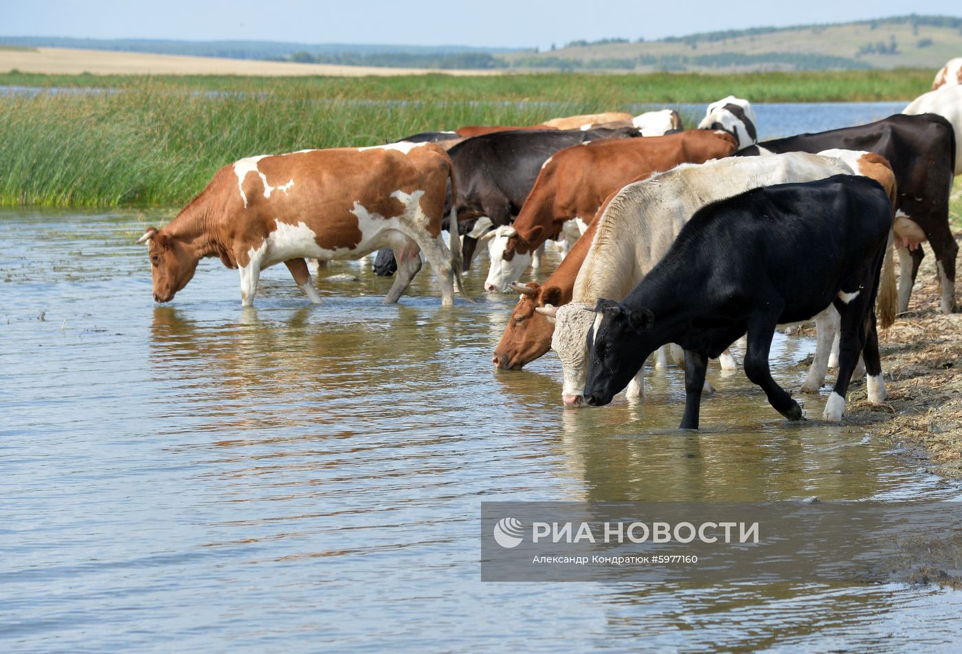 Крестьянское хозяйство "Хлебинка" в Челябинской области