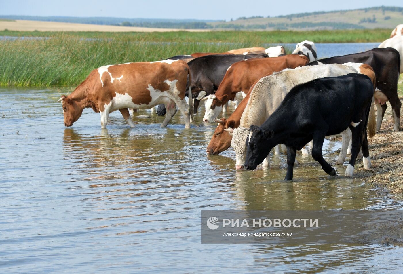 Крестьянское хозяйство "Хлебинка" в Челябинской области