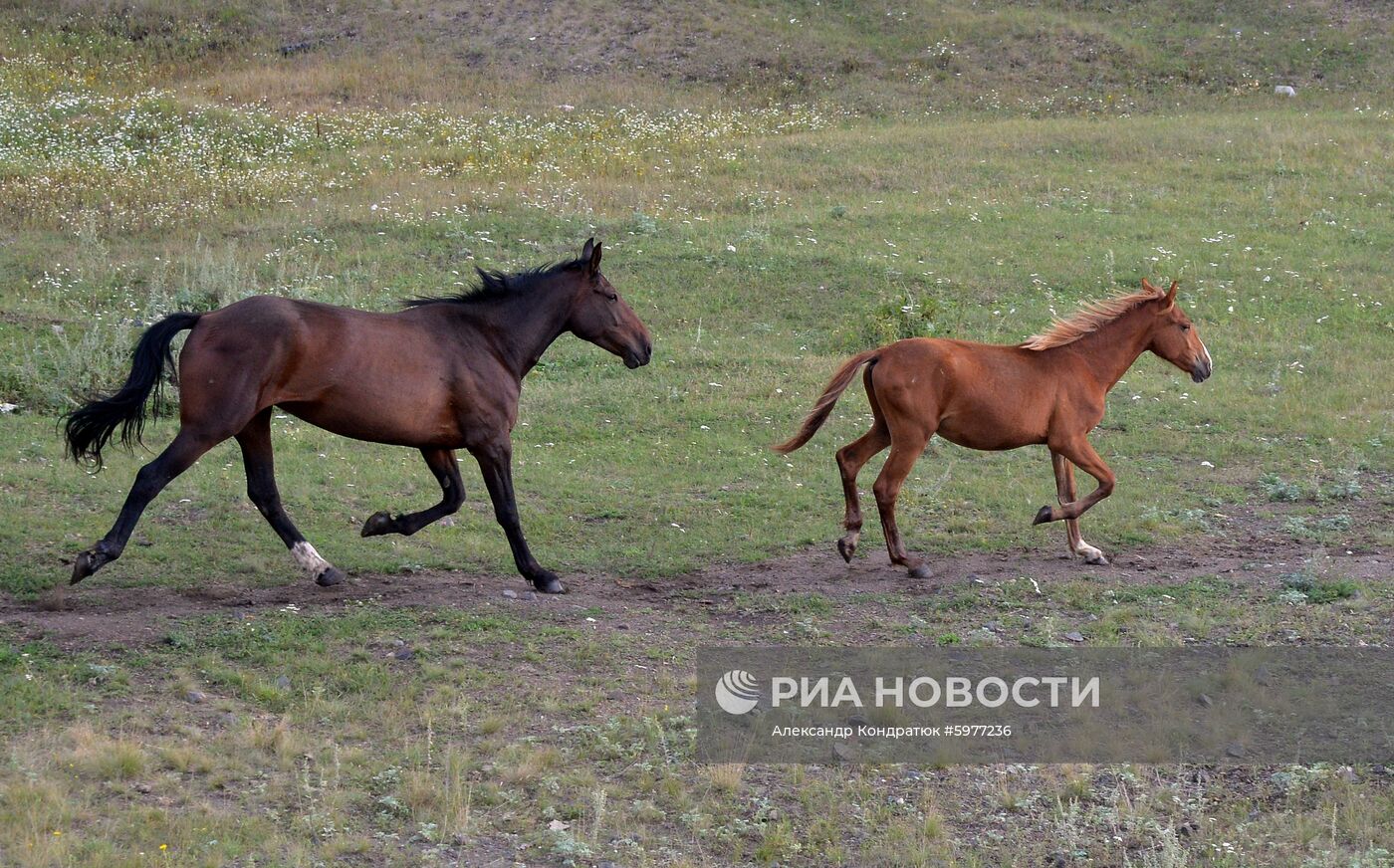 Крестьянское хозяйство "Хлебинка" в Челябинской области