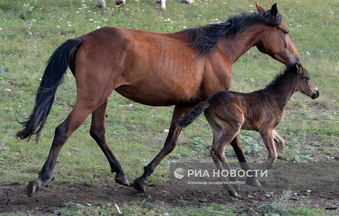 Крестьянское хозяйство "Хлебинка" в Челябинской области