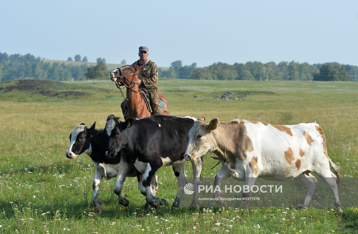 Крестьянское хозяйство "Хлебинка" в Челябинской области