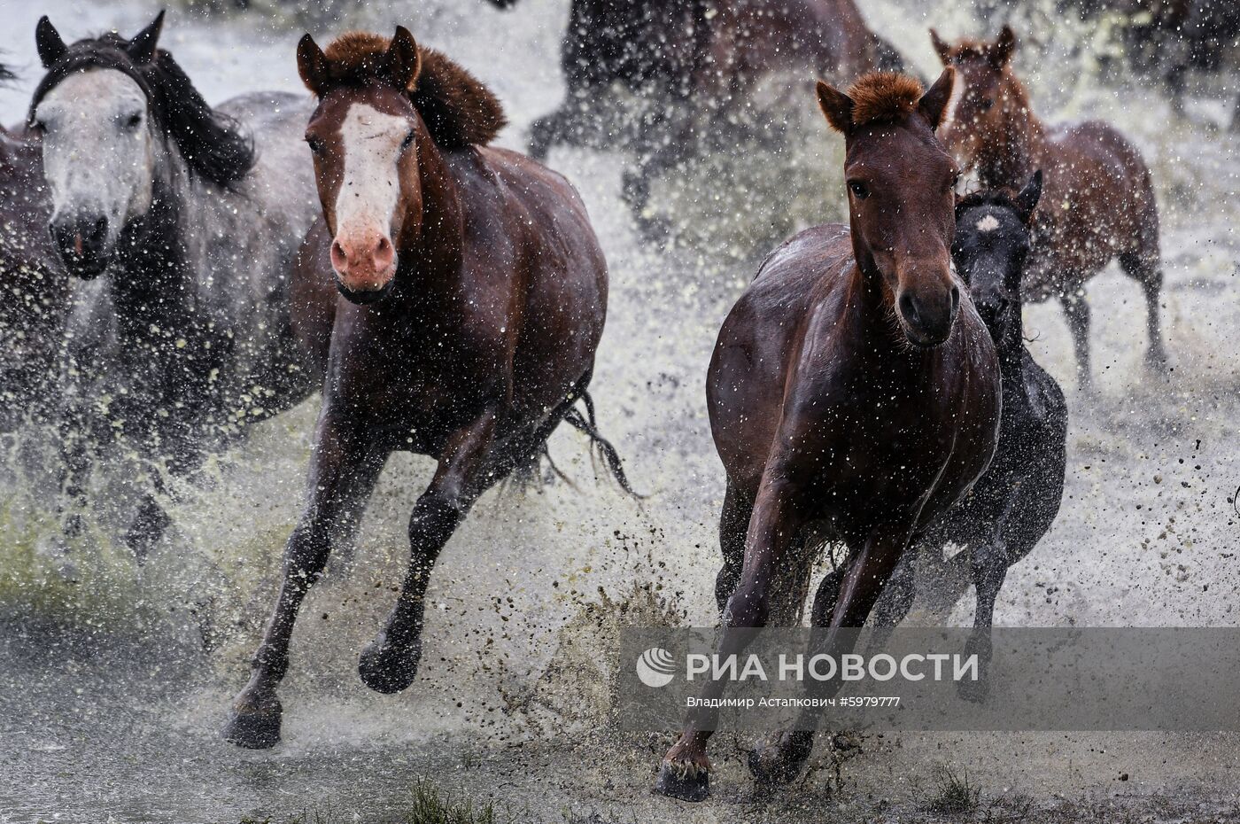 Страны мира. Монголия