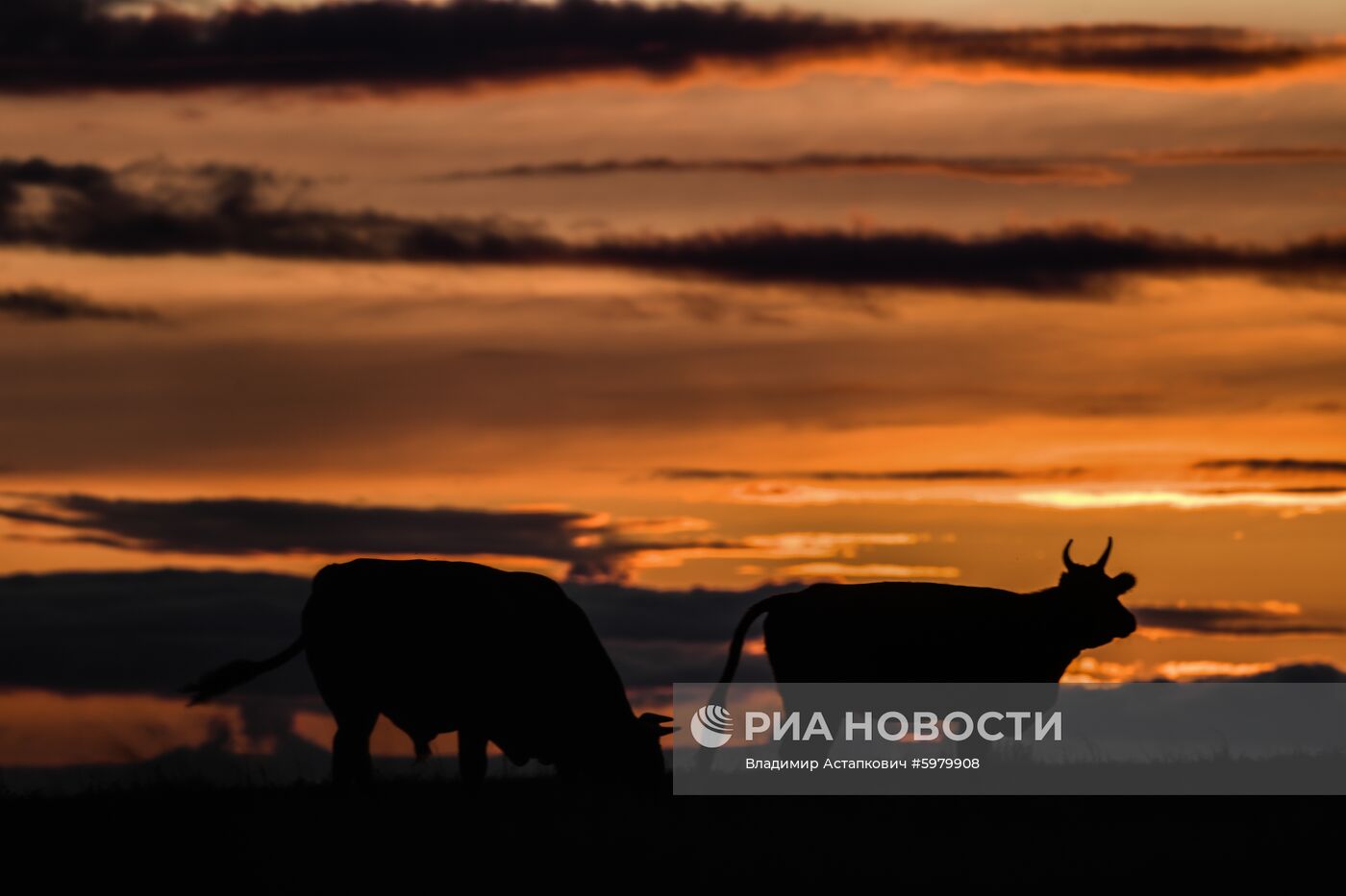 Страны мира. Монголия