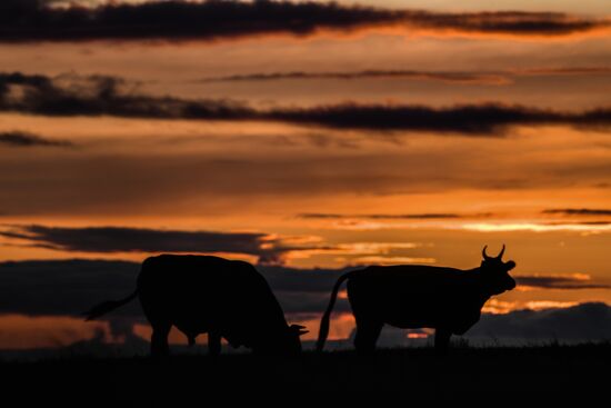 Страны мира. Монголия 