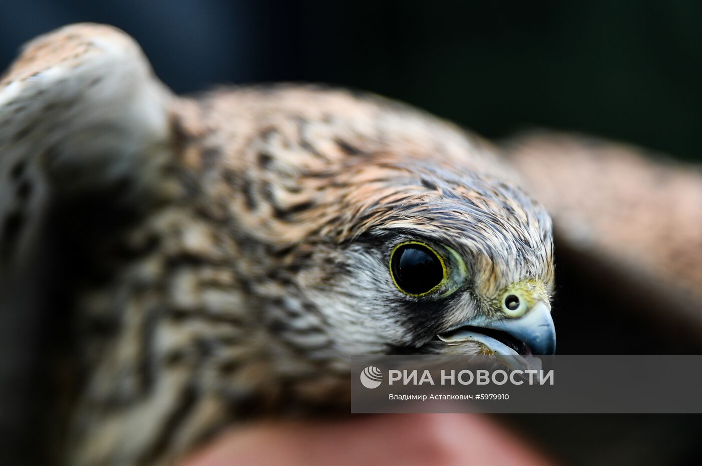 Страны мира. Монголия